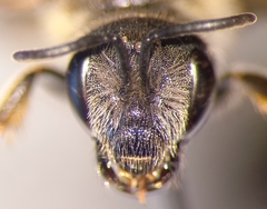 Halictus simplex