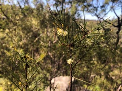 Acacia quadrilateralis