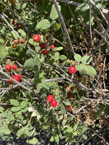 iNaturalist observation photo of California Wild Rose