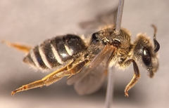 Halictus simplex