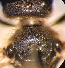 Halictus simplex