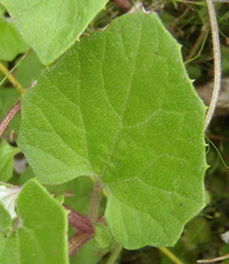 Arctotis perfoliata
