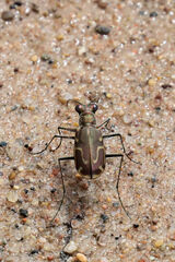 Cicindela tenuisignata