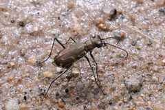 Cicindela tenuisignata