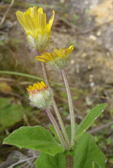 Arctotis perfoliata