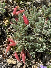 Oxytropis podocarpa