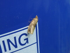 Endothenia quadrimaculana