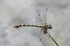 Phyllogomphoides stigmatus