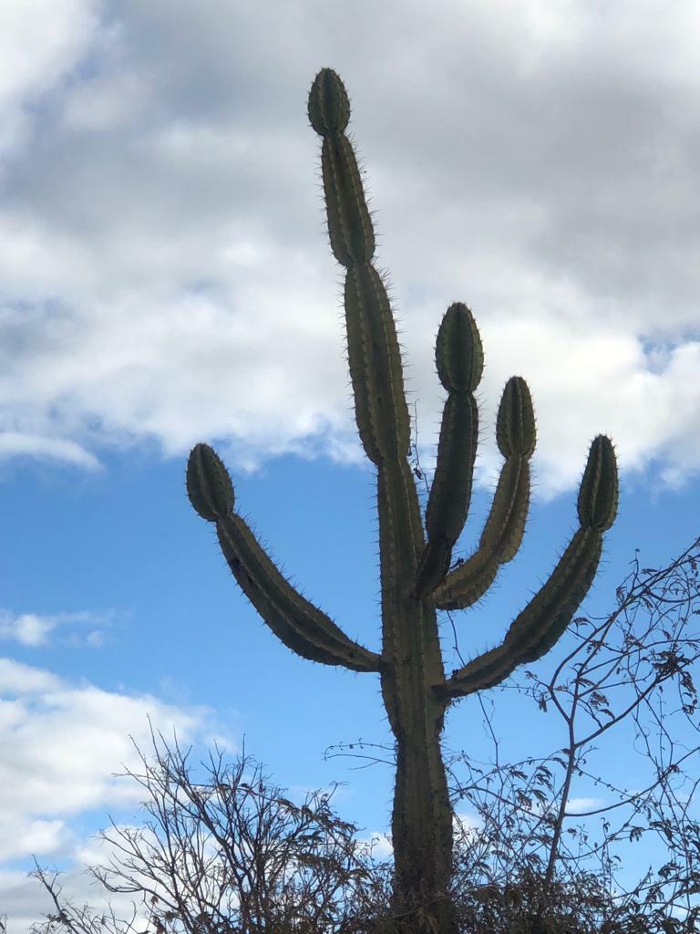 Cereus jamacaru