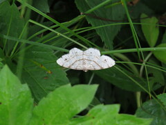 Trigrammia quadrinotaria