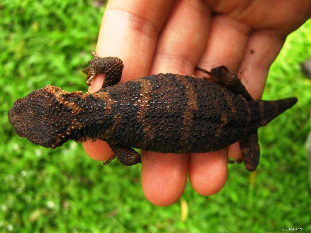 Knob-scaled Lizards