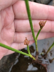 Juncus militaris