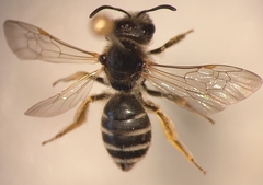 Halictus simplex