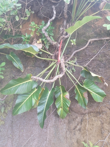 Philodendron davidsonii, photograph 1