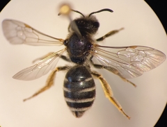 Halictus simplex
