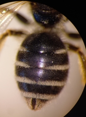 Halictus simplex