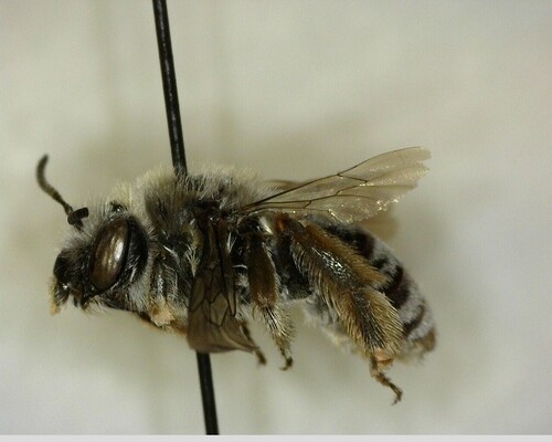 iNaturalist observation photo of Apine Bees