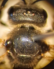 Halictus simplex