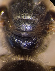 Halictus simplex