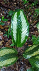 Goeppertia elliptica