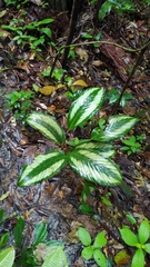 Goeppertia elliptica