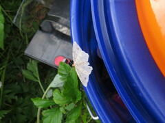 Trigrammia quadrinotaria