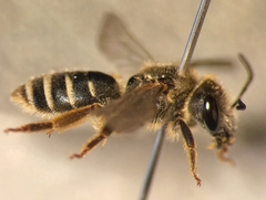 Halictus simplex