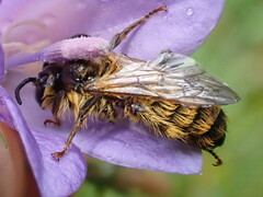 Dasypoda hirtipes