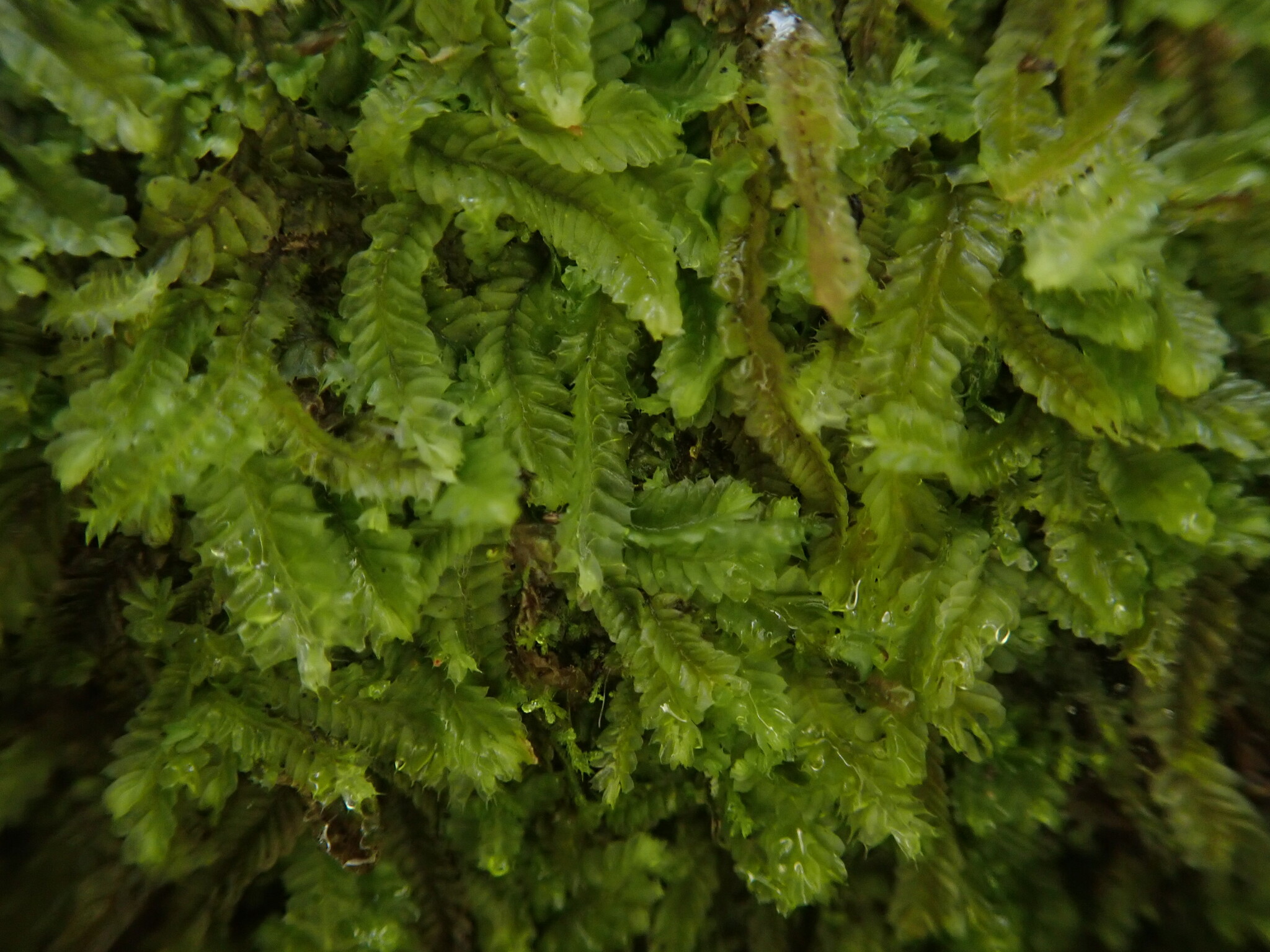 Heteroscyphus supinus