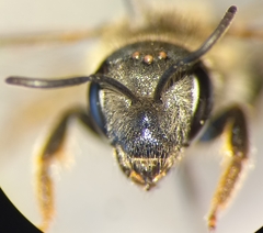 Halictus simplex
