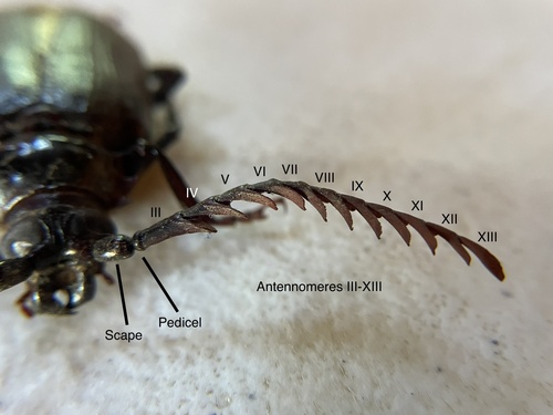 iNaturalist observation photo of LeConte's Prionus
