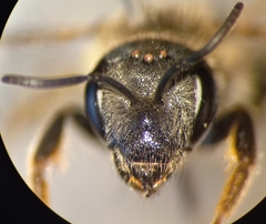 Halictus simplex
