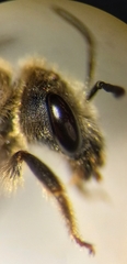 Halictus simplex