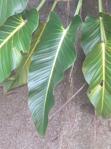 Image of Philodendron Davidsonii (Philodendron davidsonii) by (c) keesgroenendijk, some rights reserved (CC BY)