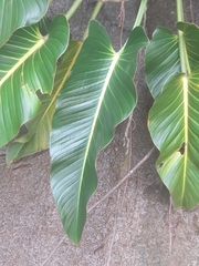 (c) keesgroenendijk, some rights reserved (CC BY) Philodendron davidsonii, photograph (c) keesgroenendijk, some rights reserved (CC BY)