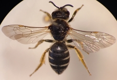Halictus simplex