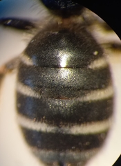 Halictus simplex