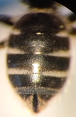 Halictus simplex