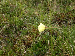 Papaver radicatum