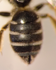 Halictus simplex
