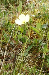 Papaver radicatum