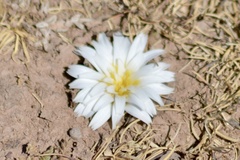 Hypochaeris taraxacoides