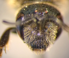Halictus simplex