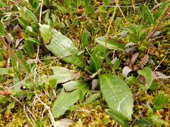 Micranthes hieraciifolia