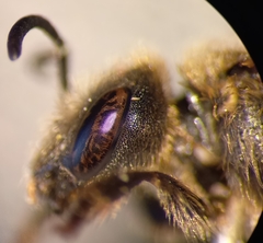 Halictus simplex