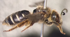 Halictus simplex