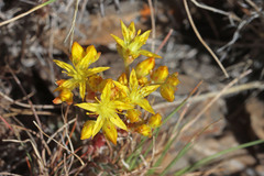 Sedum lanceolatum lanceolatum