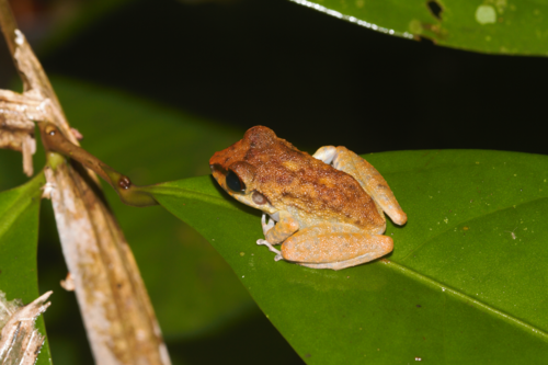 Sipaliwini Robber Frog, Pristimantis zeuctotylus