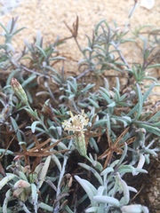 Porophyllum maritimum