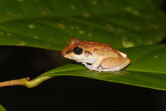Pristimantis zeuctotylus